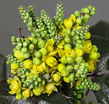 Mahonia aquifolium