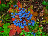 Mahonia aquifolium