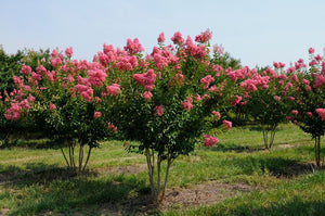 Crape Myrtle - Miami Lagerstroemia indica 15Gal Multi