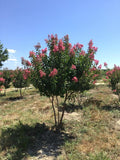 Crape Myrtle - Miami Lagerstroemia indica 15Gal Multi