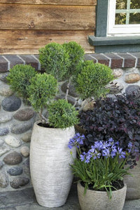 Monrovia - Mint Julep® Juniper Juniperus chinensis 'Monlep' Topiary