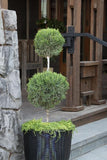 Monrovia - Mint Julep® Juniper Juniperus chinensis 'Monlep' Topiary