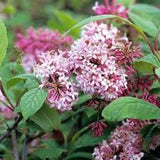 #5- 30-36" Miss Canada Lilac- Syringa x prestoniae 'Miss Canada'