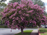 Crape Myrtle -Miss Sandra