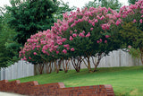 Crape Myrtle -Miss Sandra