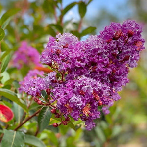 Crape Myrtle -Miss Sandra