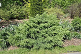 3-Gal 15-18" Nick's Compact Juniper  Juniperus c. 'Nick's Compacta'