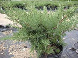 3-Gal 15-18" Nick's Compact Juniper  Juniperus c. 'Nick's Compacta'