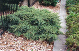 3-Gal 15-18" Nick's Compact Juniper  Juniperus c. 'Nick's Compacta'