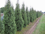 Columnar Norway Spruce -  Picea abies 'Cupressina' B&B