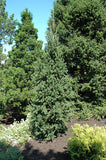 Columnar Norway Spruce -  Picea abies 'Cupressina' B&B