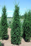 Columnar Norway Spruce -  Picea abies 'Cupressina' B&B