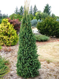 Columnar Norway Spruce -  Picea abies 'Cupressina' B&B