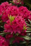 Rhododendron 'Nova Zembla' 3Gal 18-24"