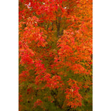 October Glory® Red Maple Acer rubrum 2.5-3"Cal B&B