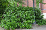 Otto Luyken English Laurel Prunus laurocerasus 'Otto Luyken' 36-42" B&B