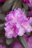 P.J.M. Rhododendron Rhododendron x 'P.J.M.' #3 15-18"