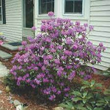 P.J.M. Rhododendron Rhododendron x 'P.J.M.' #3 15-18"