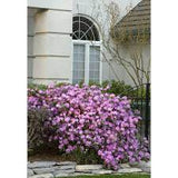P.J.M. Rhododendron Rhododendron x 'P.J.M.' #3 15-18"