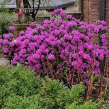 P.J.M. Rhododendron Rhododendron x 'P.J.M.' #3 15-18"