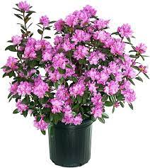 P.J.M. Rhododendron Rhododendron x 'P.J.M.' #3 15-18"