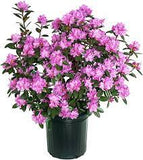 P.J.M. Rhododendron Rhododendron x 'P.J.M.' #3 15-18"