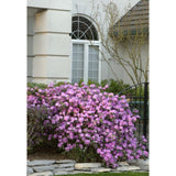P.J.M. Rhododendron Rhododendron x 'P.J.M.' #3 15-18"