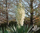 Yucca pendula (Y. recurvifolia)  Soft Leaf Yucca #3- 15-18"