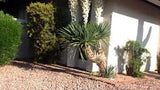 Yucca pendula (Y. recurvifolia)  Soft Leaf Yucca #3- 15-18"