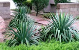 Yucca pendula (Y. recurvifolia)  Soft Leaf Yucca #3- 15-18"