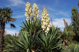 Yucca pendula (Y. recurvifolia)  Soft Leaf Yucca #3- 15-18"