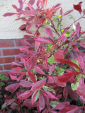 Photinia x fraseri - Red Tip Photinia #3 18-24"