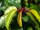 Photinia x fraseri - Red Tip Photinia #3 18-24"
