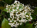Photinia x fraseri - Red Tip Photinia #3 18-24"