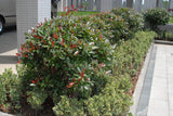 Photinia x fraseri - Red Tip Photinia #3 18-24"