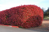 Photinia x fraseri - Red Tip Photinia #3 18-24"
