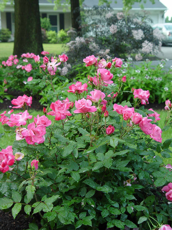 Knock Out® Roses 3 Gal