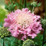 Scabiosa 'Pink Mist' #2