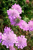 Scabiosa 'Pink Mist' #2