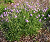 Scabiosa 'Pink Mist' #2