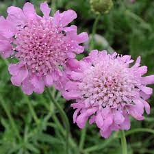 Scabiosa 'Pink Mist' #2