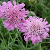 Scabiosa 'Pink Mist' #2