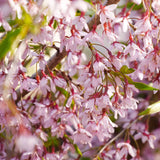 Pink Weeping Cherry Tree Prunus subhirtella var. pendula 15 Gal 6/8'