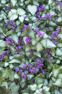Purple Dragon Dead Nettle Lamium maculatum 'Purple Dragon' #2