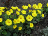 Doronicum (Leopard's Bane) #2