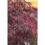 Acer palmatum var. dissectum 'Red Dragon'