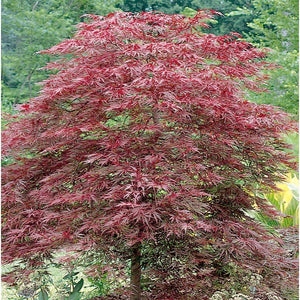 Acer palmatum var. dissectum 'Red Dragon'