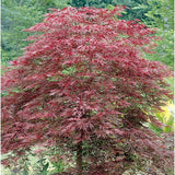 Acer palmatum var. dissectum 'Red Dragon'  3 Gal