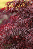 Acer palmatum var. dissectum 'Red Dragon'