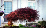 Acer palmatum var. dissectum 'Red Dragon'